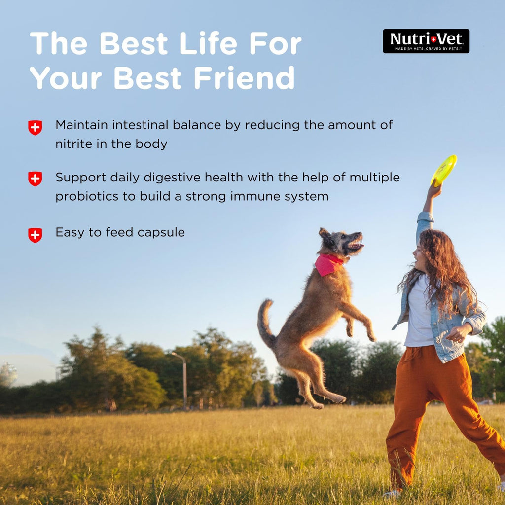 Probiotics for Dogs 60 Count K745798