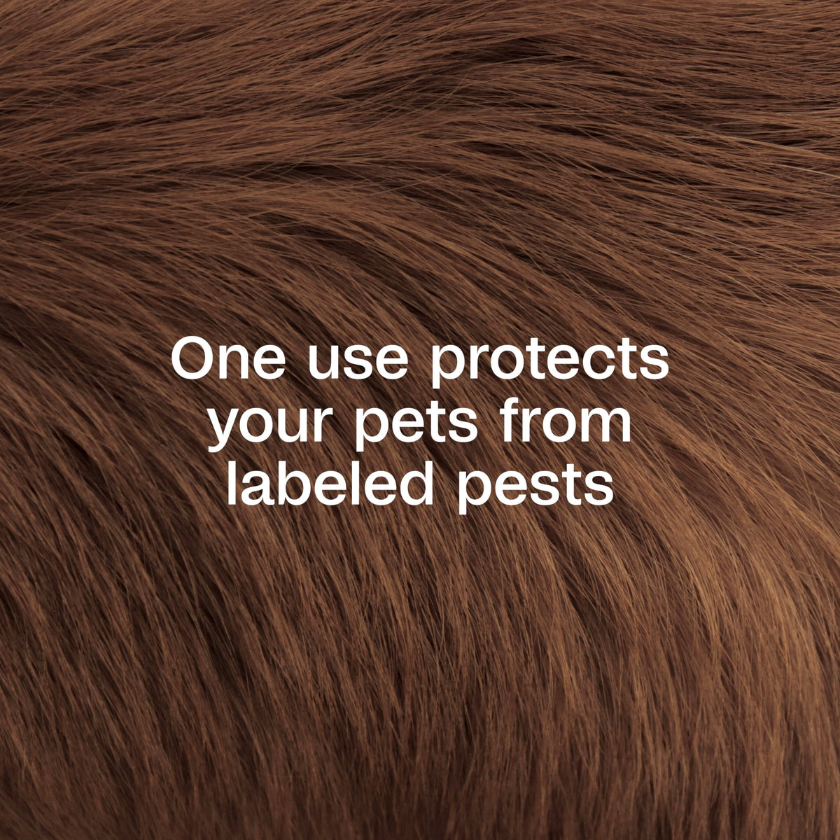 Plus Pyrethrin Flea Dip For Dogs and Cats 4 Fl oz E83848
