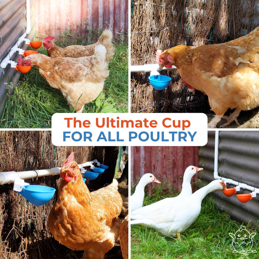 Large Automatic Chicken Waterer Cups with 1/2" PVC Tee Fittings 5-Pack N233905