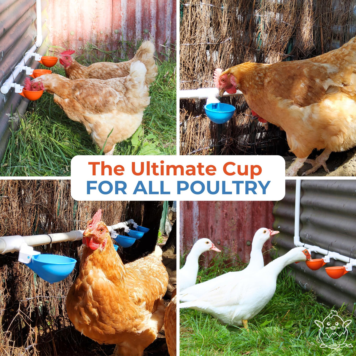 Large Automatic Chicken Waterer Cups with 1/2" PVC Tee Fittings 5-Pack N233905