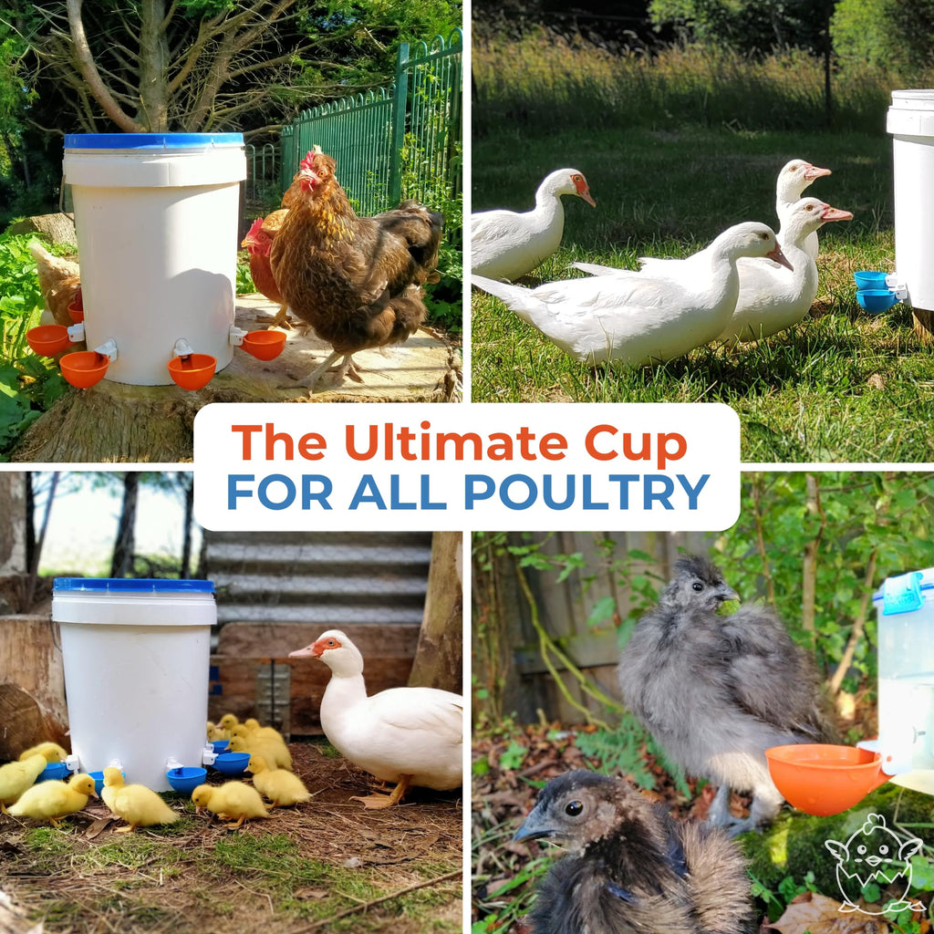 Large Automatic Chicken Waterer Cups 5-Pack G106296