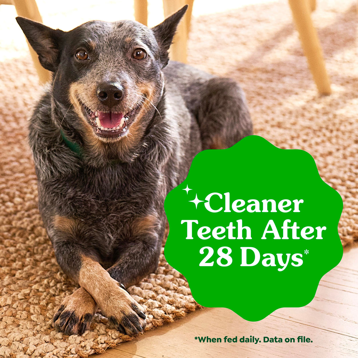 Large Dental Dog Treats 24 Count Q250